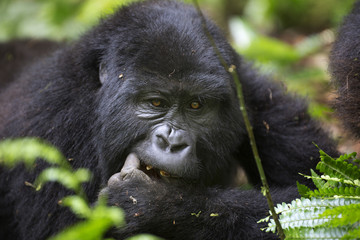 Portrait of wild free roaming mountain gorilla