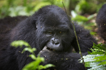 Portrait of wild free roaming mountain gorilla