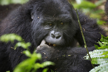 Portrait of wild free roaming mountain gorilla