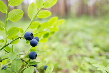 Forest bluebery grows in the natural habitat. Focus on one single berry with copy space.