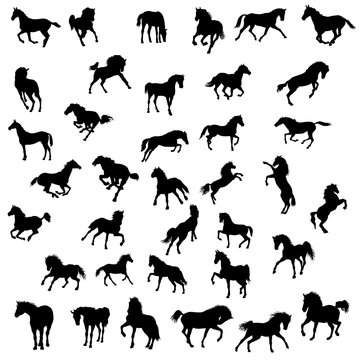 horse vector illustration big set of black silhouette