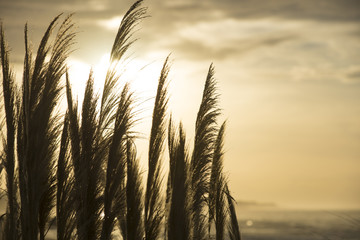 Wild plants at beach coast with retro background