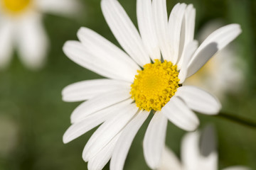 Wild daisy flower close up background
