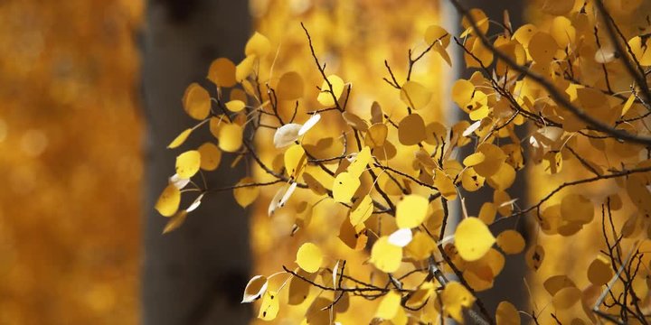 Close-up of fall aspen leaves moving in breeze, background soft focus quaking leaves