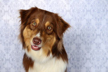 Portrait von einem roten Aussie mit schräg gelegtem Kopf und geöffneter Schnauze
