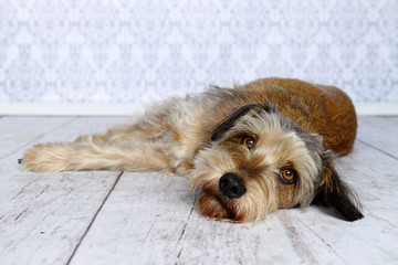 Portrait von einem Schnauzer-Mix, der auf der Seite liegend seinen Kopf auf einem weißen Holzboden...