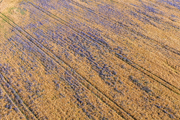 aerial view of the harvest fields  morning landscape