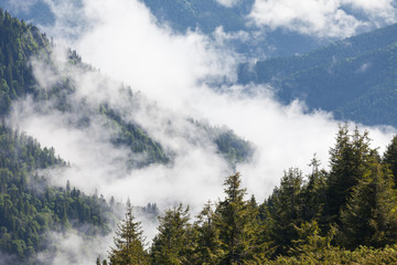 scenic view of mountain forests covering by fog