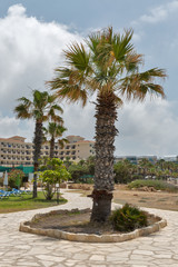 Mediterranean summer resort with palms