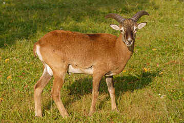 Resting young male mouflon sheep, warm spring weather
