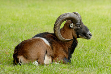 Resting male mouflon sheep, warm spring weather
