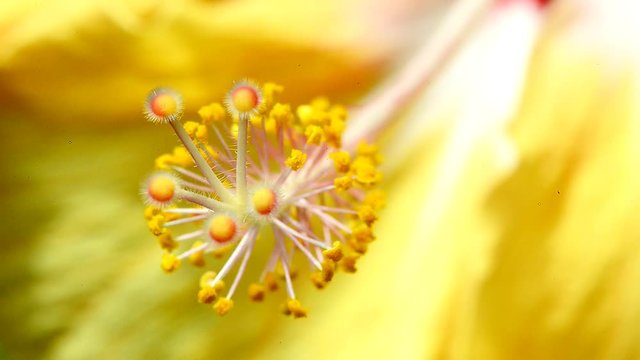 Hibiskus, Nahaufnahme der Bl&uuml;te
