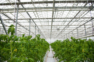 Fototapeta premium Tomatoes ripening in greenhouse
