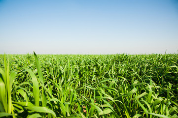 Winter wheat seedlings