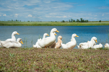 Domestic ducks on a pond