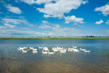 Domestic ducks on a pond