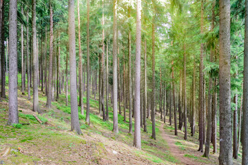 Fototapeta premium little woodland slope in nature
