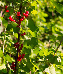 with berries red currant branch summer sunny day