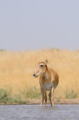 Obraz na płótnie Canvas Wild Saiga antelope near watering in steppe