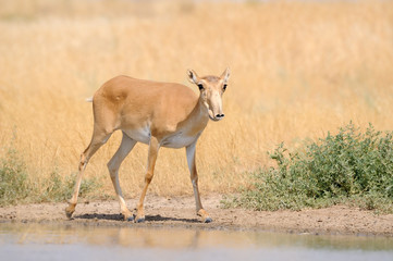 Naklejka na ściany i meble Wild male Saiga antelope near watering in steppe