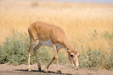 Wild female Saiga antelope near watering in steppe