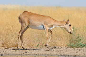 Naklejka na ściany i meble Wild female Saiga antelope near watering in steppe