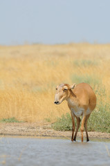 Naklejka na ściany i meble Wild Saiga antelope near watering in steppe