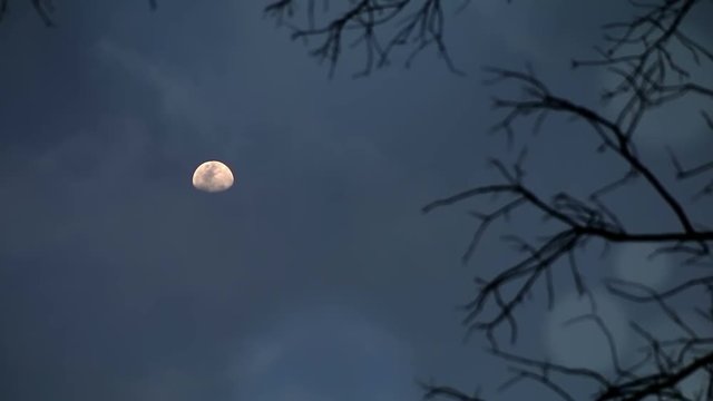 Moon Trees : Looking the moon at midnight