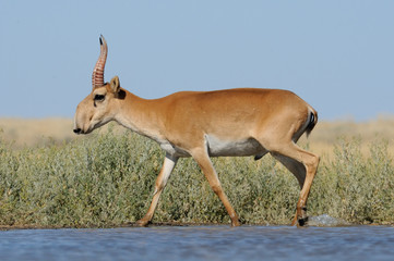 Wild male Saiga antelope near watering in steppe - 114726400