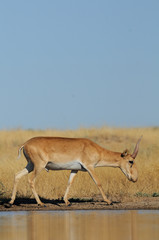 Wild male Saiga antelope near watering in steppe