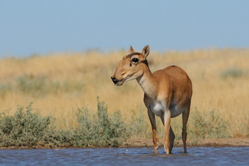 Wild female Saiga antelope near watering in steppe - 114726447