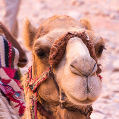 Funny camel in ancient city of Petra in Jordan