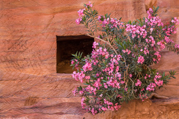 A pink wild oleander growing on a rock in Jordan