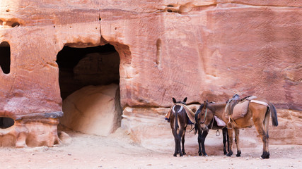 Two brown donkey waiting for tourist in Petra Jordan