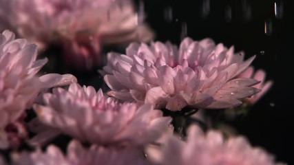 Ultra-slow motion rain falling on close-up pink chrysanthemums - Powered by Adobe
