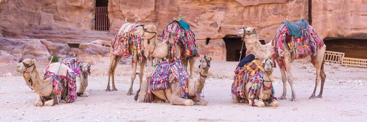 Groupe de chameaux dans la ville antique de Petra en Jordanie