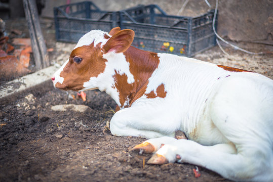 newborn calf resting
