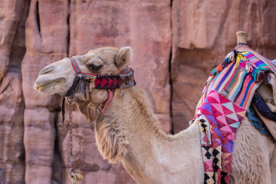 Camel in ancient city of Petra in Jordan