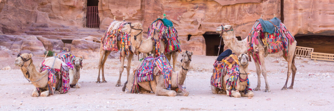 Group of camels in ancient city of Petra in Jordan