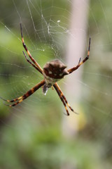Aranha 