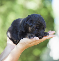 German shepherd puppies outside next fence

