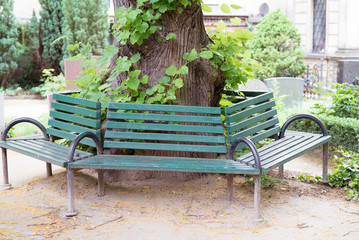 Holzbank um den Baum