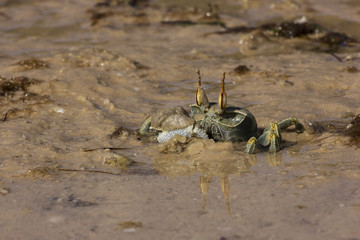 A ghost crab playing on a beach at Bazaruto Island, Mozambique, Africa