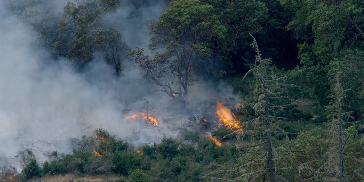 Smoky fire burning in brushy growth near small madrona trees