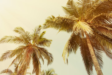 Fototapeta na wymiar vintage style palm tree