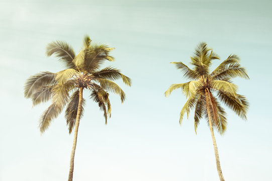coconut palm tree on beach vintage style