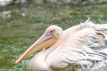 White Pelican Bird In Wilderness Delta Water