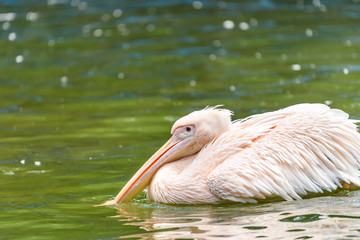 White Pelican Bird In Wilderness Delta Water