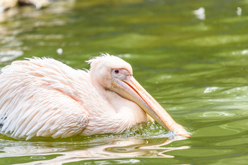 White Pelican Bird In Wilderness Delta Water