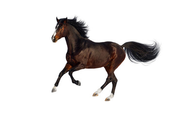 Fototapeta na wymiar Bay stallion run gallop isolated on white background